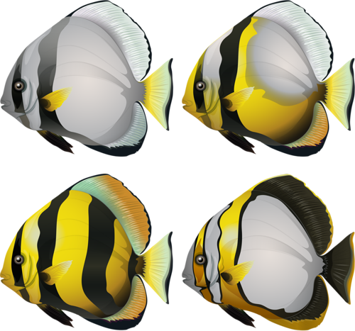 akvariumi_halak_1171.png