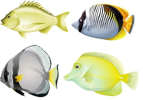 akvariumi_halak_1173.png