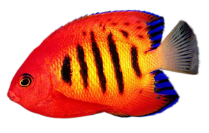 akvariumi_halak_118.png