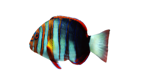 akvariumi_halak_119.png