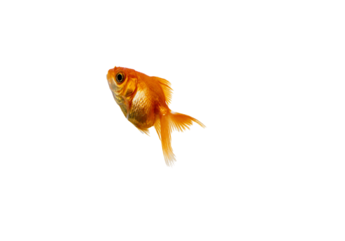 akvariumi_halak_12.png