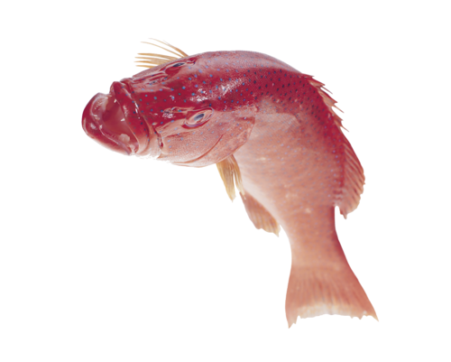 akvariumi_halak_120.png