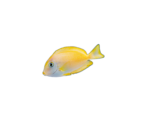 akvariumi_halak_121.png