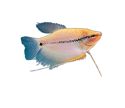 akvariumi_halak_123.png
