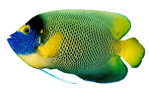 akvariumi_halak_124.png