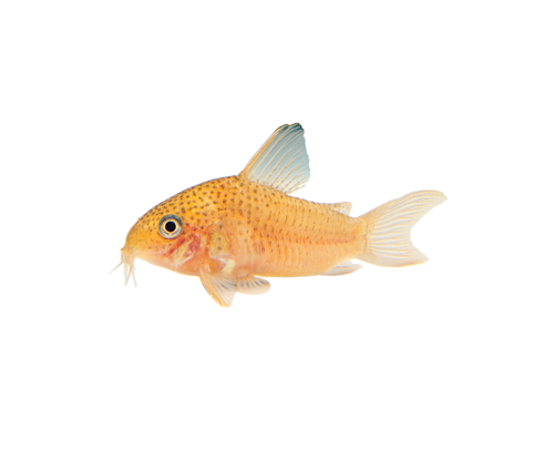 akvariumi_halak_126.png