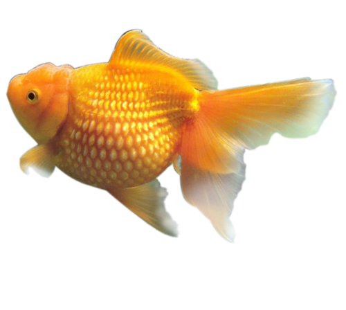 akvariumi_halak_127.png