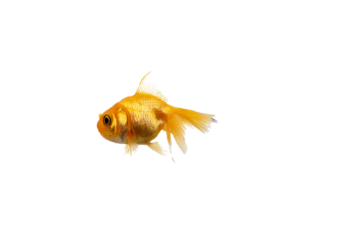 akvariumi_halak_13.png