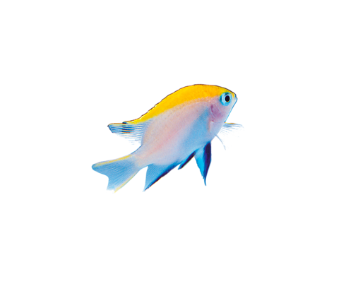 akvariumi_halak_130.png