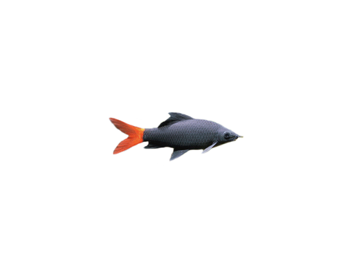akvariumi_halak_132.png