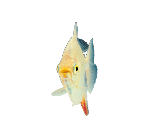 akvariumi_halak_133.png