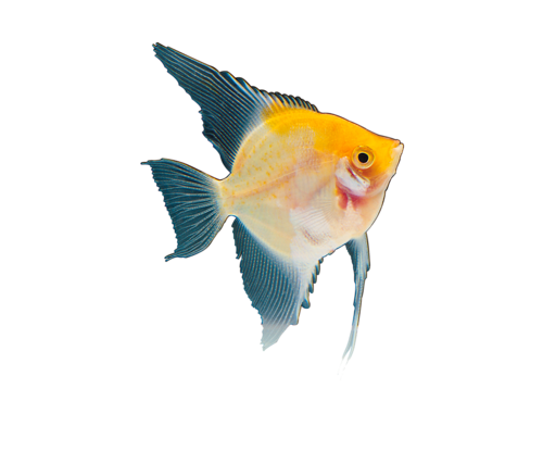 akvariumi_halak_134.png