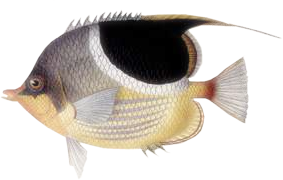 akvariumi_halak_135.png