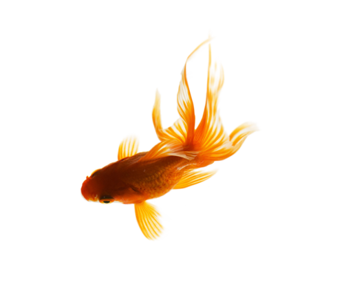 akvariumi_halak_136.png