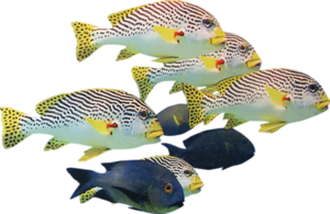 akvariumi_halak_138.png