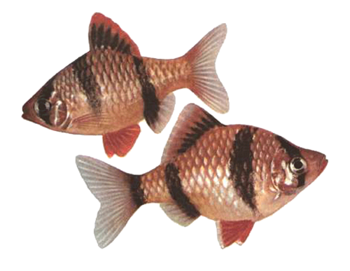 akvariumi_halak_14.png