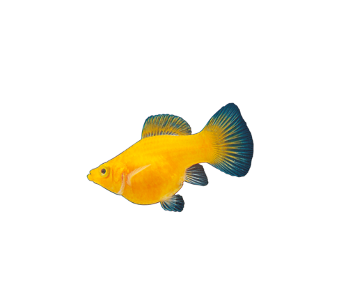 akvariumi_halak_140.png