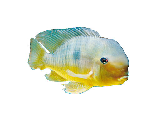 akvariumi_halak_141.png