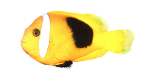 akvariumi_halak_142.png