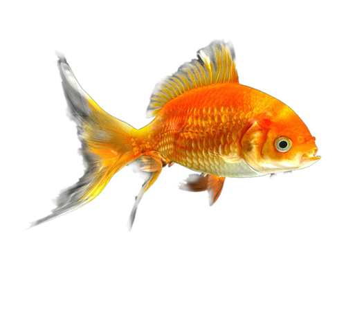 akvariumi_halak_143.png