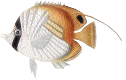 akvariumi_halak_146.png
