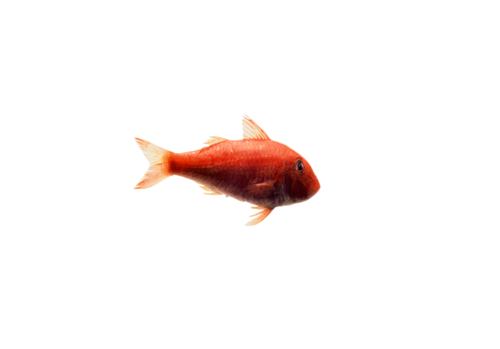 akvariumi_halak_15.png