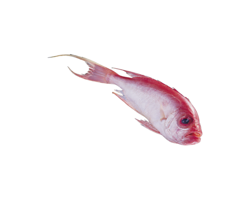 akvariumi_halak_151.png