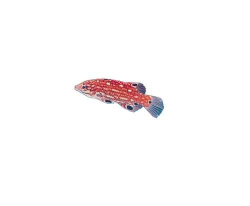 akvariumi_halak_152.png