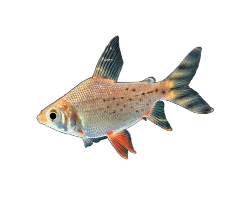 akvariumi_halak_155.png