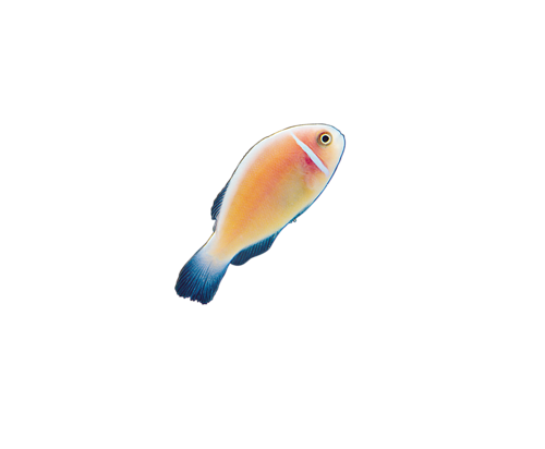 akvariumi_halak_156.png