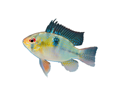 akvariumi_halak_157.png