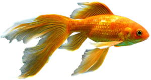 akvariumi_halak_158.png