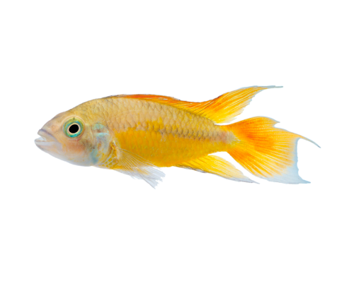 akvariumi_halak_160.png