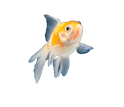 akvariumi_halak_162.png
