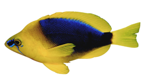 akvariumi_halak_164.png