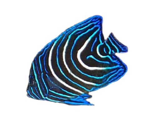 akvariumi_halak_166.png