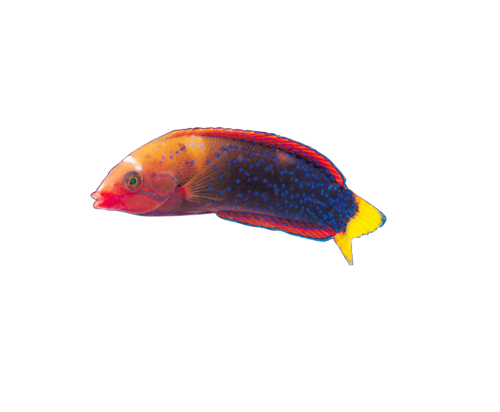 akvariumi_halak_168.png
