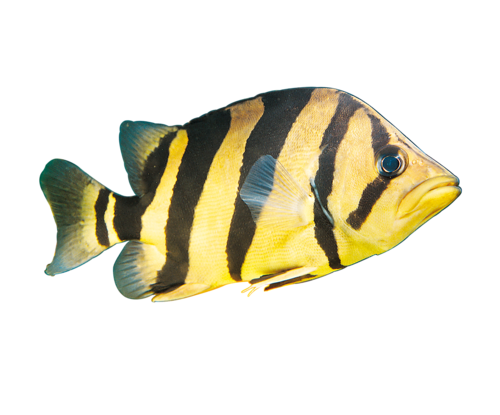 akvariumi_halak_170.png