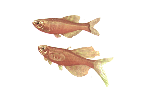 akvariumi_halak_171.png