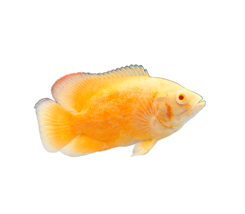akvariumi_halak_174.png