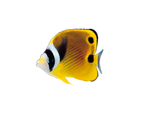 akvariumi_halak_178.png