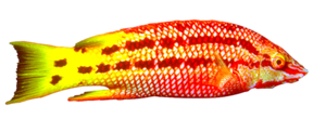 akvariumi_halak_179.png