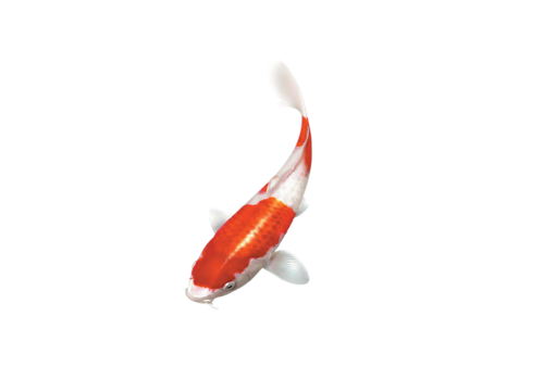 akvariumi_halak_18.png