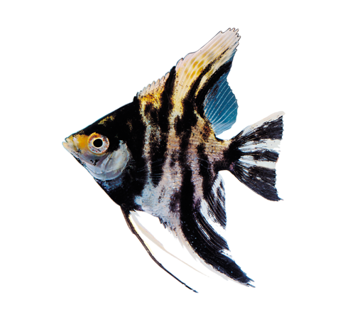 akvariumi_halak_181.png