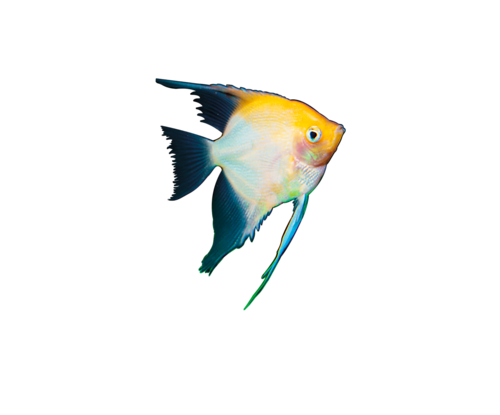 akvariumi_halak_182.png