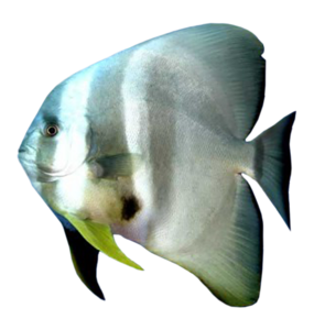akvariumi_halak_183.png
