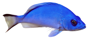 akvariumi_halak_185.png