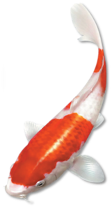akvariumi_halak_186.png