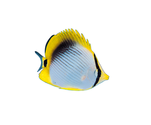 akvariumi_halak_187.png