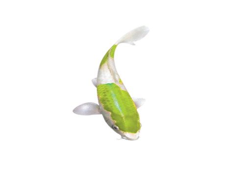 akvariumi_halak_19.png